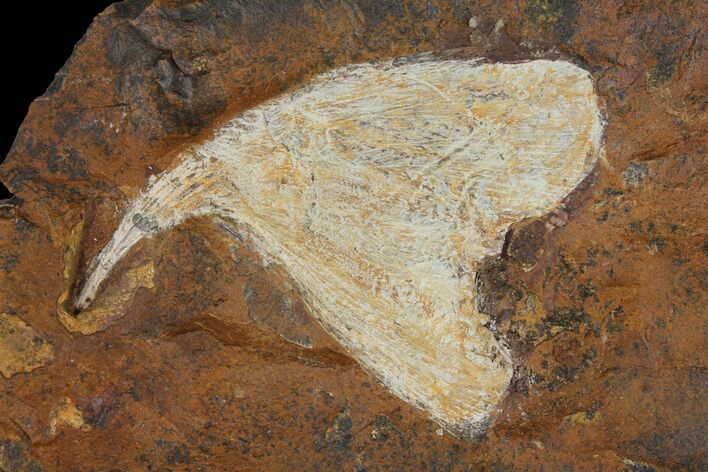 Fossil Ginkgo Leaf From North Dakota - Paleocene #95339
